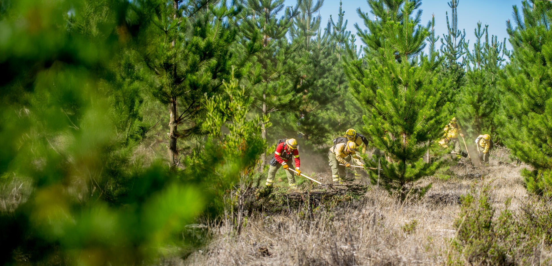 Brigada de SERFONAC trabajando en el bosque