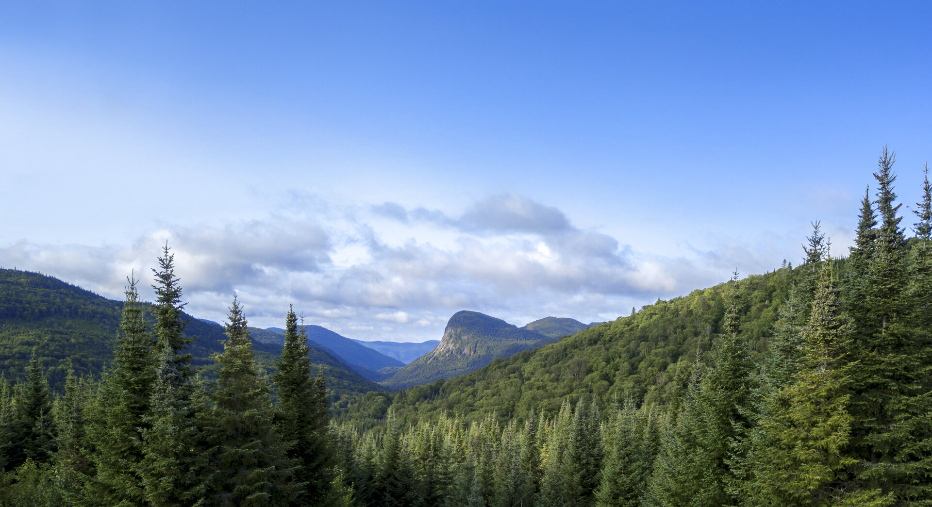 Bosque nativo y cordillera